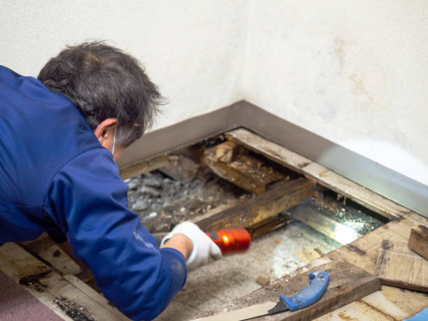 Best Industrial Mold Remediation in Cordova, NC