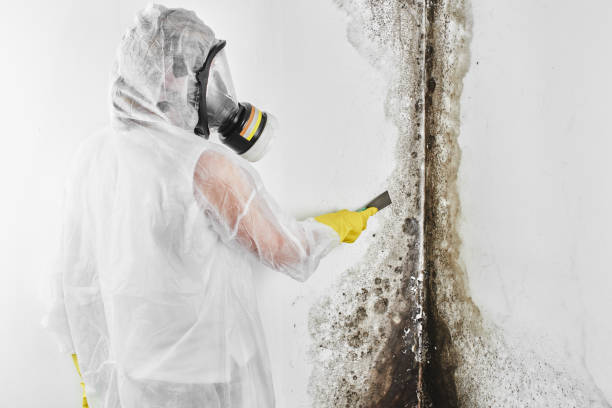 Best Crawl Space Mold Remediation in Cordova, NC