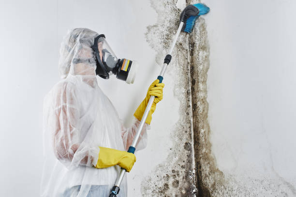 Best Residential Mold Remediation in Cordova, NC