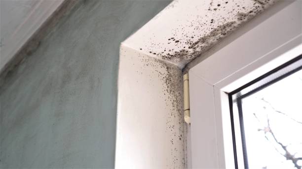 Best Localized Mold Remediation (e.g., coastal areas, humid climates) in Cordova, NC