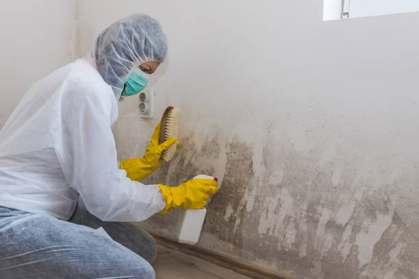 Best Post-Flood Mold Remediation in Cordova, NC