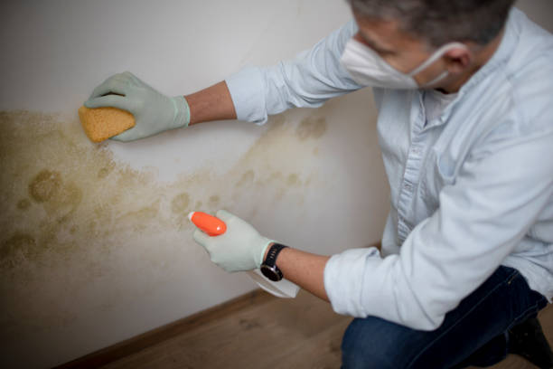 Best Insurance-Related Mold Remediation in Cordova, NC