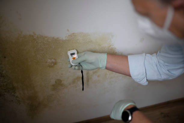 Best Commercial Mold Remediation in Cordova, NC