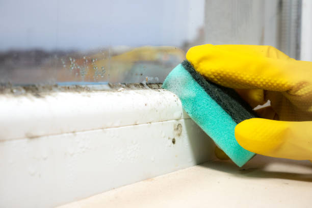 Best Basement Mold Remediation in Cordova, NC